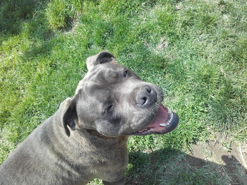 du Domaine des Hauts de Lyon - Cane Corso - Portée née le 07/07/2017