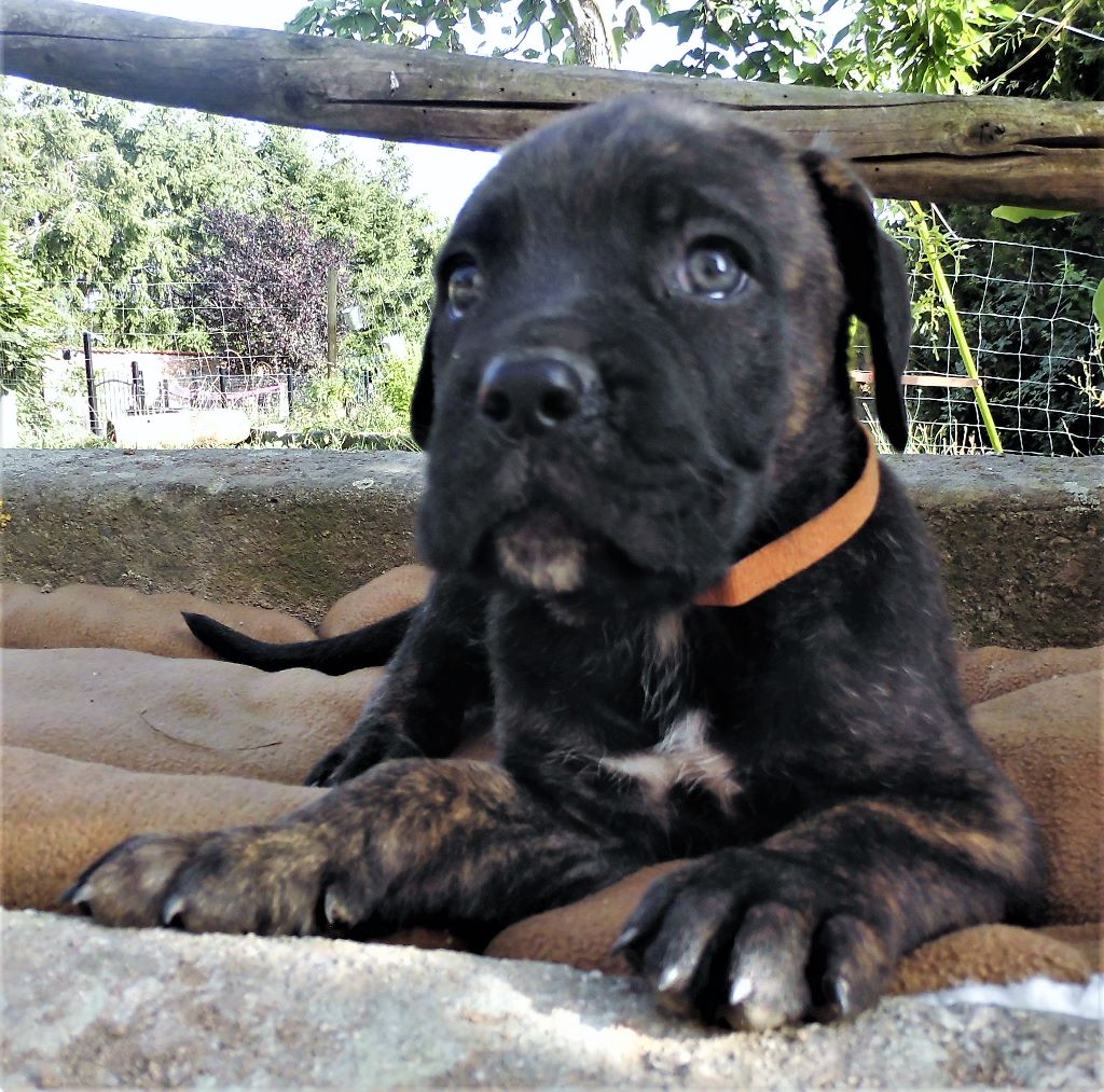 du Domaine des Hauts de Lyon - Cane Corso - Portée née le 21/06/2018