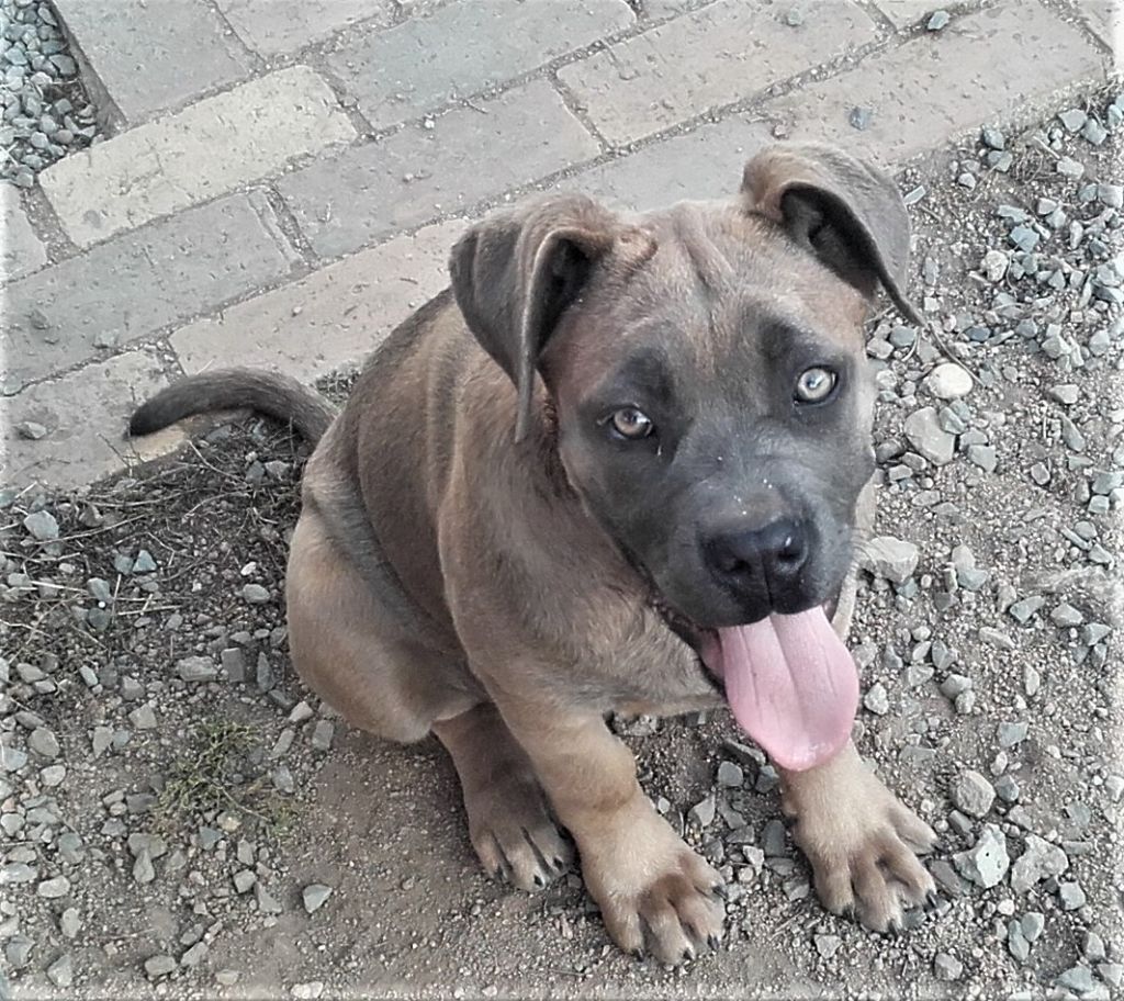 accueil-cane-corso-elevage-professionnel-du-domaine-des-hauts-de-lyon