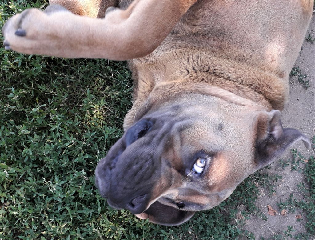 accueil-cane-corso-elevage-professionnel-du-domaine-des-hauts-de-lyon